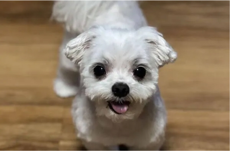 Vladis Mobile Grooming & Spa in PA, NJ, DE, NY