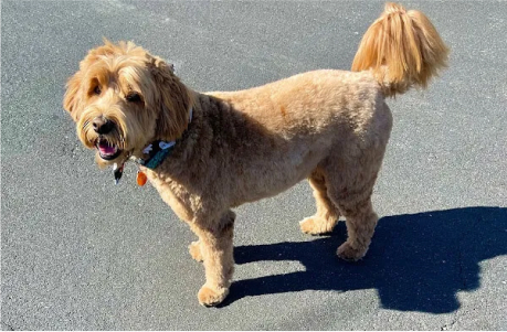 Vladis Mobile Grooming & Spa in PA, NJ, DE, NY