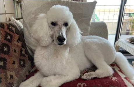Vladis Mobile Grooming & Spa in PA, NJ, DE, NY